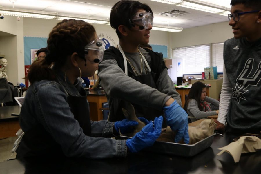 Dissecting Pigs